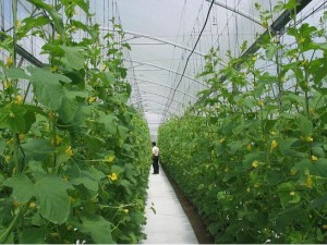 Cucumbers 1