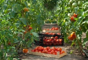 Tomatos