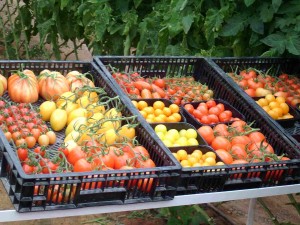 Cherry Tomatos 2