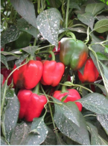 Sweet Peper 3
