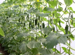 Cucumbers 2