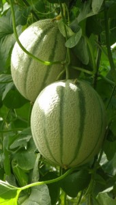 Melon 2