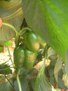 Sweet Peper 4