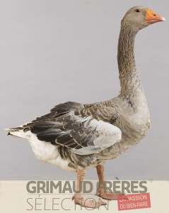 Grey Geese